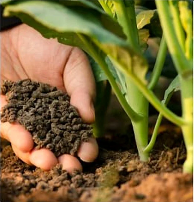Fertilizer granules held beside a crop