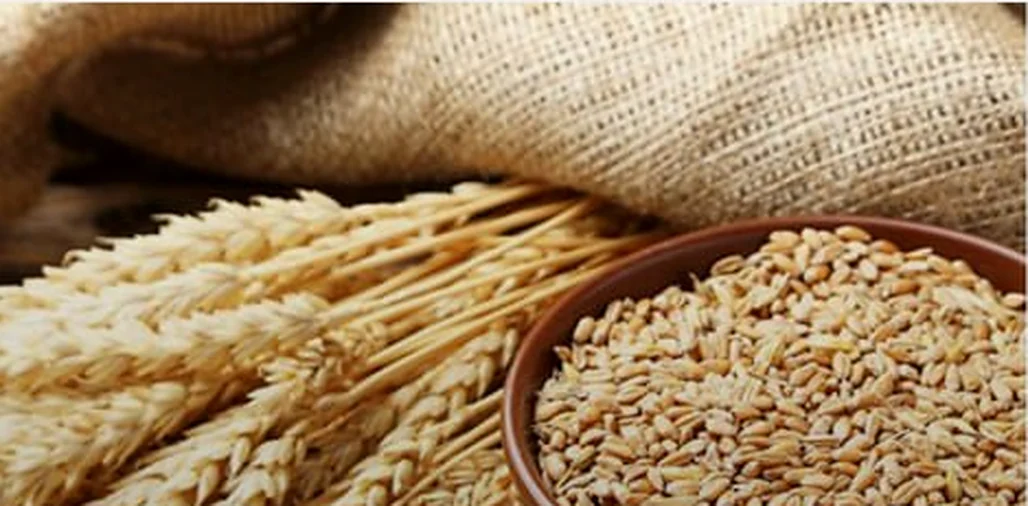 Wheat ears and grain